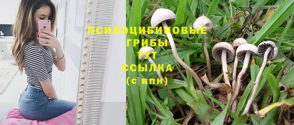 PSILOCYBIN Алексеевка